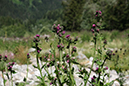 %_tempFileNameiseltrail_tag2_18%