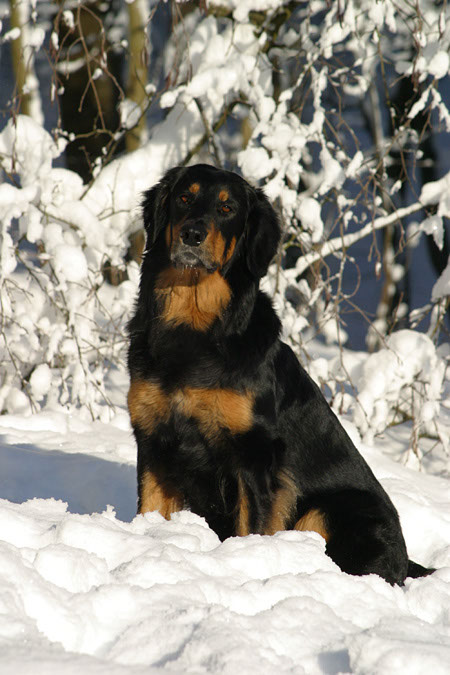 winter44