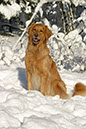 winter43