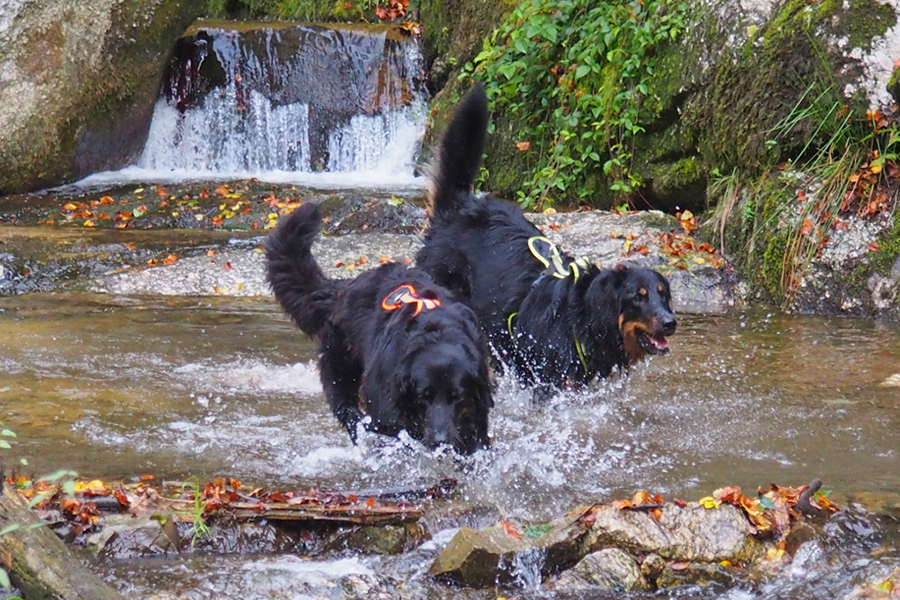 %_tempFileNamewolfsschlucht12%