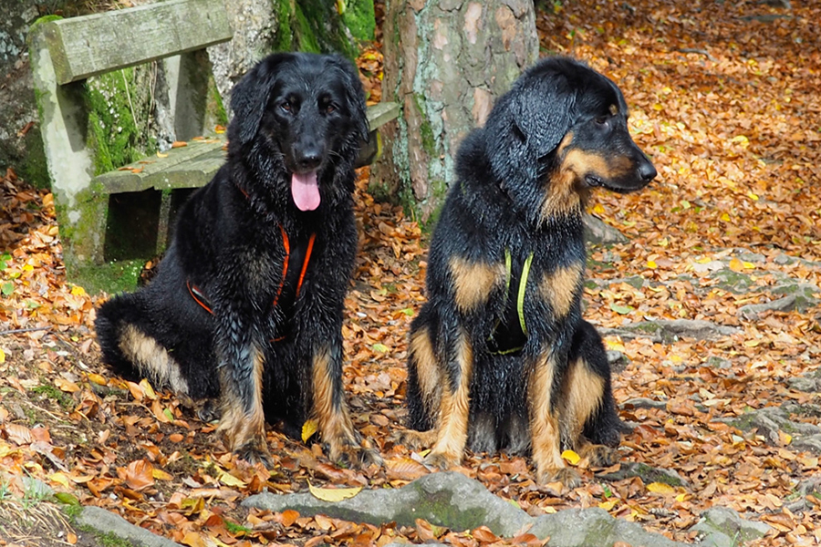 %_tempFileNamewolfsschlucht27%