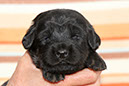 13_april_braun2