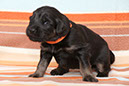 13_april_orange1