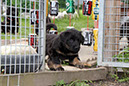 4_mai%20118