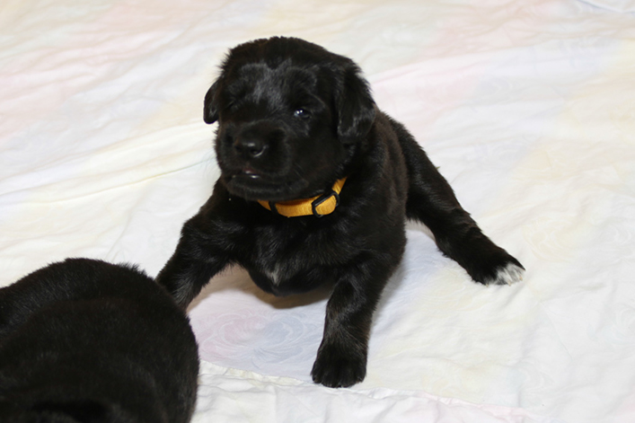 %_tempFileNameIMG_1177%