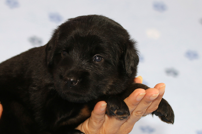 %_tempFileNameIMG_1243%