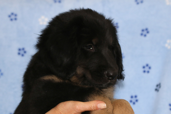 %_tempFileNameIMG_3662%